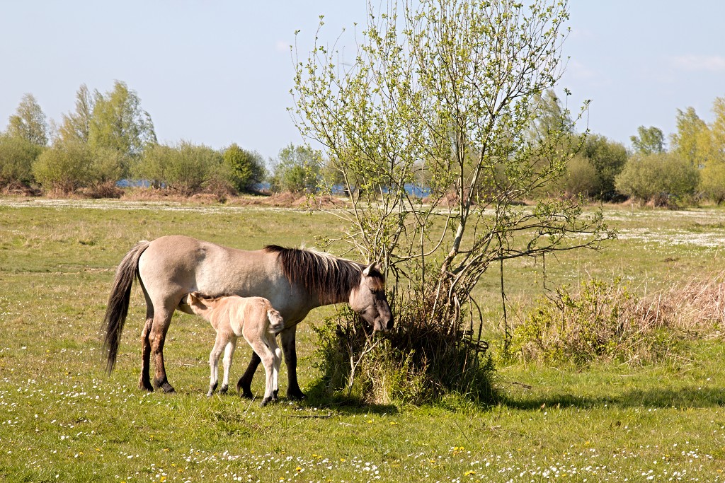slikken van de heen natuurgebied natuur hdr Konikspaarden Uitkijktoren schotse hooglanders natuurmonumenten wisenten